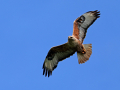 WP birds