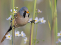 uncommon birds