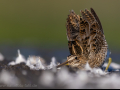 common birds