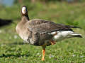 common birds