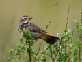 uncommon birds