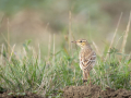 uncommon birds