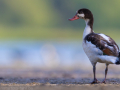 common birds