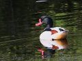 common birds