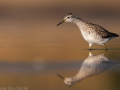 common birds