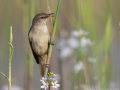 uncommon birds