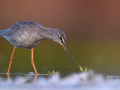 common birds