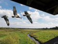 uncommon birds