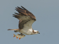 uncommon birds