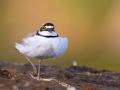 common birds