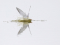 common birds