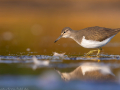 common birds