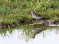 rare birds