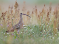 common birds