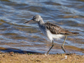 common birds