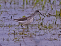 common birds