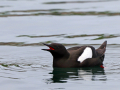 rare birds