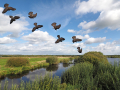 uncommon birds