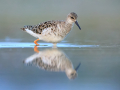 common birds