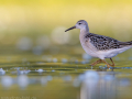 common birds