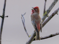 uncommon birds