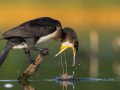 common birds