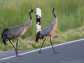 common birds