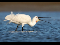 uncommon birds