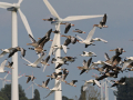 uncommon birds