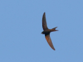 common birds