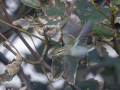 WP birds