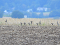 rare birds