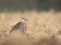 rare birds