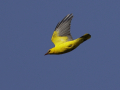 uncommon birds