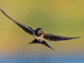 common birds