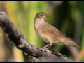 common birds