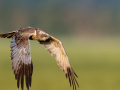 common birds