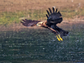 common birds
