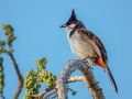 WP birds