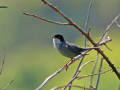 rare birds