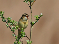 common birds