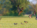 uncommon birds