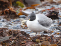 rare birds