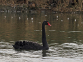 uncommon birds