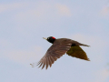 uncommon birds