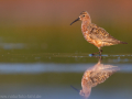 common birds