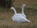 WP birds
