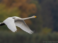 common birds