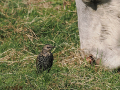 common birds