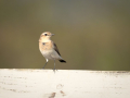 common birds